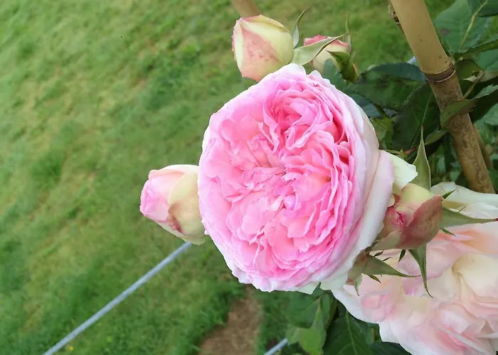 Alojamento de Acomodação e Pequeno-almoço - Entre Terre Et 3*